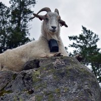 Хранители :: Nina Streapan