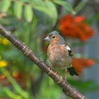 про зяблика ( мальчик ) :: Andrey Bragin 