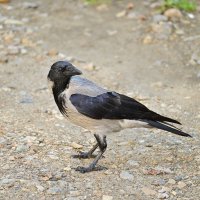 *** :: Владислав Левашов