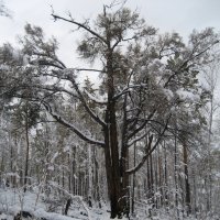 В лесу :: Anna Ivanova