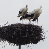 К вылету готовы.. :: rimgis 