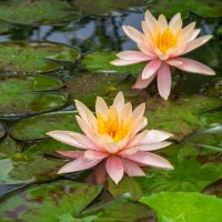 Безмятежность :: Григорий Иванов