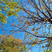 Скоро осень... :: Нина Бутко