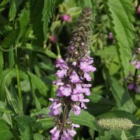 Лечебные травы :: Freddy 97