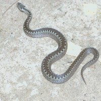 Красива и опасна! :: Наталья Лунева 