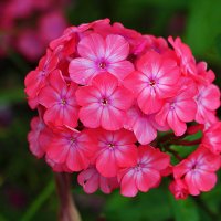 флоксы :: Светлана 