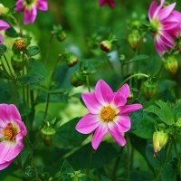 Георгины весёлые ребята :: Светлана 