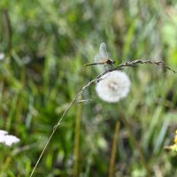 Стрекоза :: Ольга 