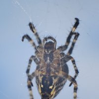 Паучок! :: Михаил Соколов