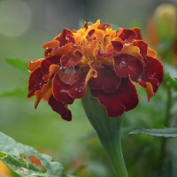 Фокус-стекинг! :: Михаил Соколов