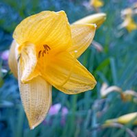 Лилейник. :: Лилия *