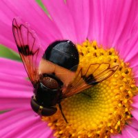 Журчалка :: Павел Fotoflash911 Никулочкин