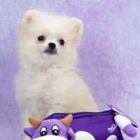 Померанский шпиц :: Светлана Ищенко