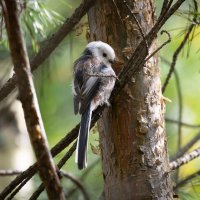 Ополовник :: Сергей Брюшинин