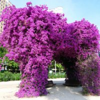 Бугенвиллея :: Наталья 