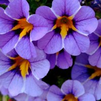 Цветочный калейдоскоп :: Галина Бобкина