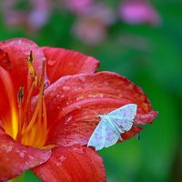 краски лета... :: Andrey Bragin 