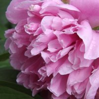 * :: Валерий Елистратов