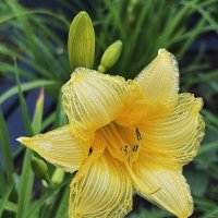 *** :: Мария - Maria