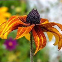 На излёте лета :: Aquarius - Сергей