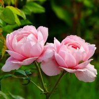 Городские цветы :: Милешкин Владимир Алексеевич 