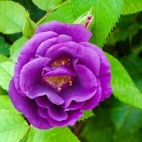 Сиреневая роза :: Милешкин Владимир Алексеевич Сиреневая роза :: Милешкин Владимир Алексеевич