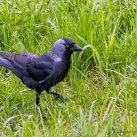 Галка :: Светлана Ищенко