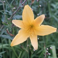 Лилейник :: Дмитрий И_