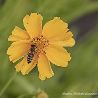 Труженица пчёлка :: Светлана Ищенко