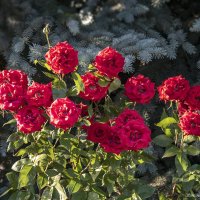 Королева сада :: Светлана Ищенко