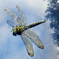 Стрекоза :: Veera V