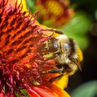 Шмель :: Михаил Соколов