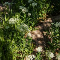 Сорняк :: Анатолий Чикчирный