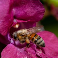 труженица 7 :: Denis Doroshenko