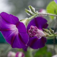 После дождя :: Петр 