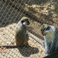 И_СКУЧНО_И_ГРУСТНО :: Сергей Янович Микк