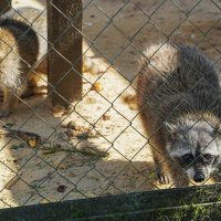 ИЗ_ПОДЛОБЬЯ :: Сергей Янович Микк