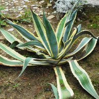 Агава :: Рита Симонова