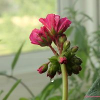 Август на подоконнике... :: Андрей Заломленков Август на подоконнике... :: Андрей Заломленков