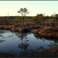 *** :: Aleksandr Gal