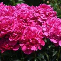 Лето в Ботаническом... Июнь. :: Наташа ***** Лето в Ботаническом... Июнь. :: Наташа *****