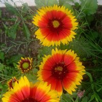 **** :: Елена Семигина