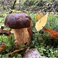 Боровик. :: Валерия Комова Боровик. :: Валерия Комова