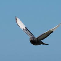 Полёт птицы мира :: Евгений Седов Полёт птицы мира :: Евгений Седов