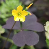 ,,, :: Сергей Тимоновский