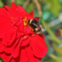 Обед шмеля... на георгине :: Светлана 