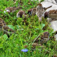 Воробьиная сходка :: Светлана Воробьиная сходка :: Светлана