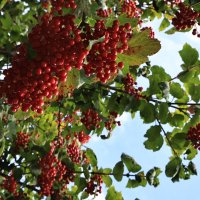 Осень :: Екатерина Лазуренкова