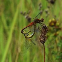 ** :: Зоя Мишина