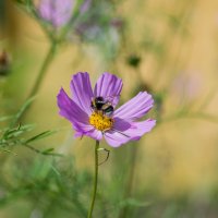 Последние дни уходящего лета.... :: Sergey (Apg)